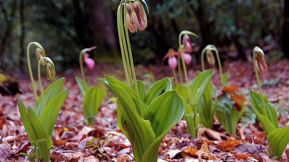 Spring time in the oldest mountains.