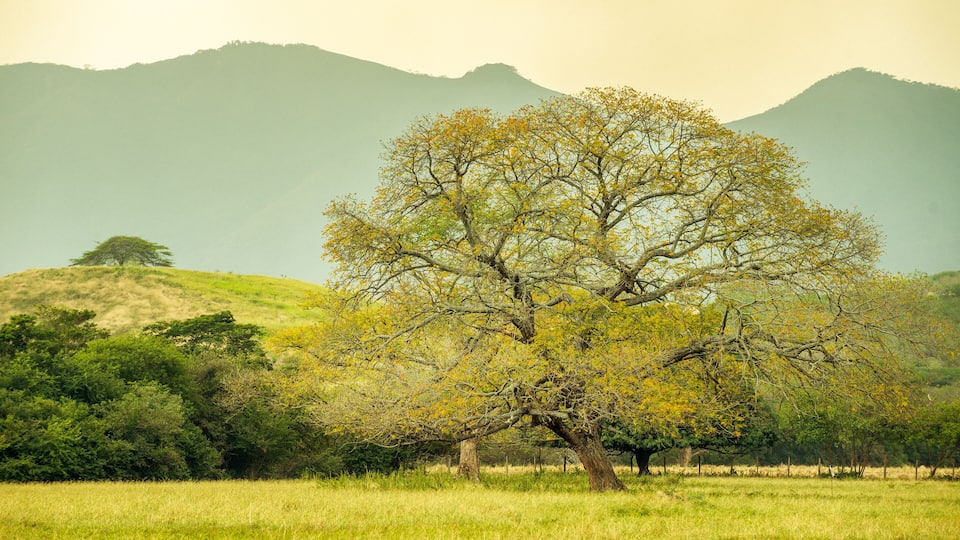 A large tree in a grassy field with mountains in the background.