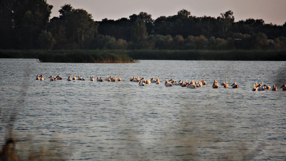 The 'pelican lake' only to ourselves... a treat, indeed!