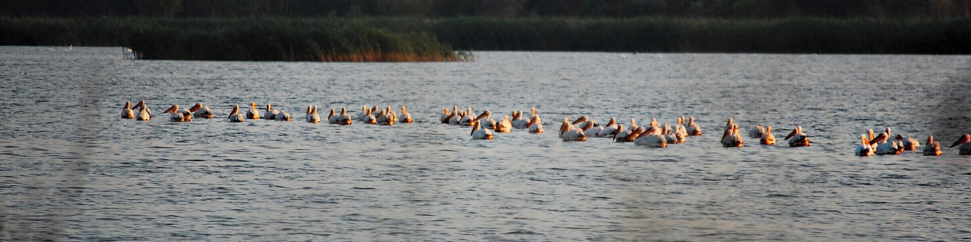 The 'pelican lake' only to ourselves... a treat, indeed!