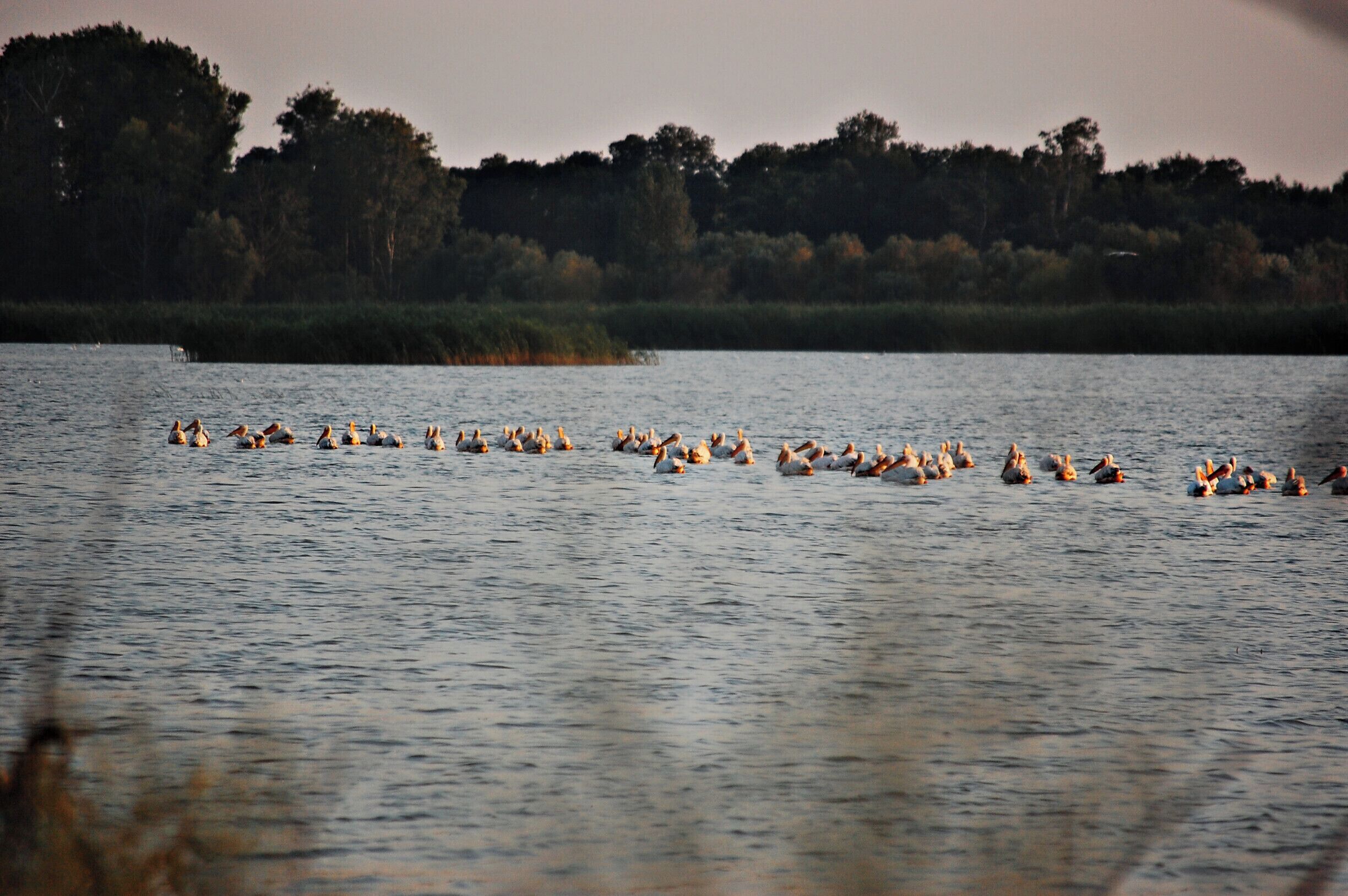 A large flock of birds on a calm lake with a forested shoreline in the background.