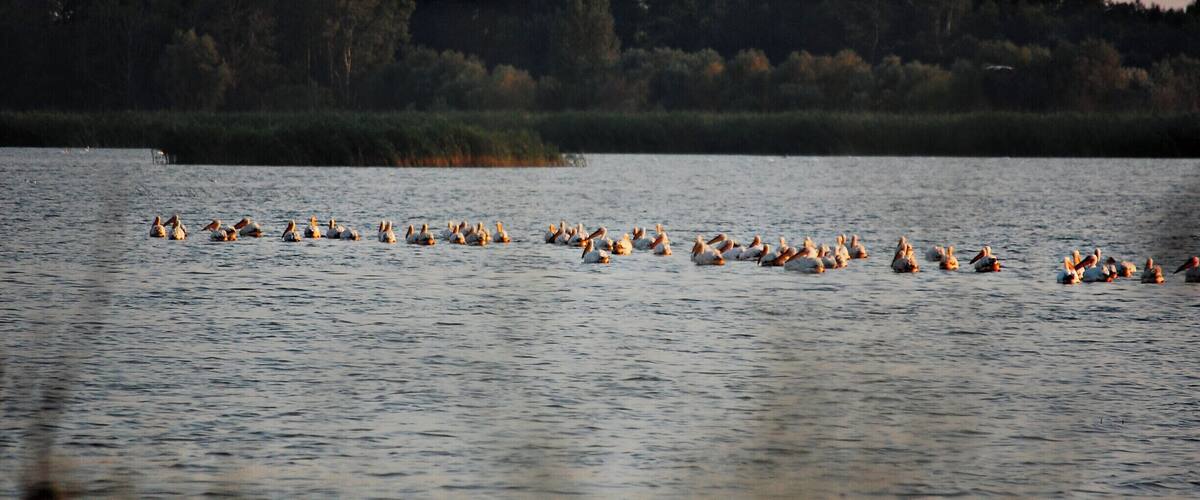 A large flock of birds on a calm lake with a forested shoreline in the background.