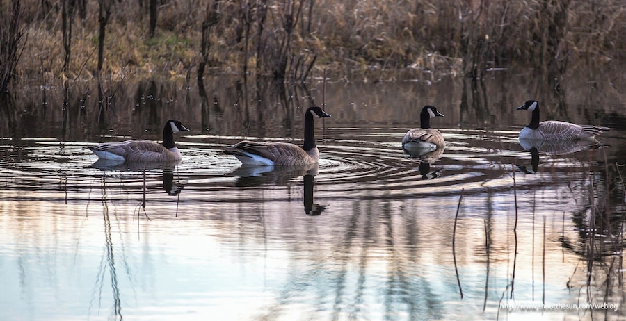 Canada Geese bobbing in the shallows.