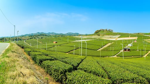 見渡す限り緑のじゅうたん・香り高き絶景スポット「八女中央大茶園」
Green carpet as far as the eye can see, fragrant scenic spot ``Yame Chuo Daichaen''
日本(春)2022年撮影
Japan (Spring) Taken in 2022
九州・福岡県八女市
Yame City, Fukuoka Prefecture,