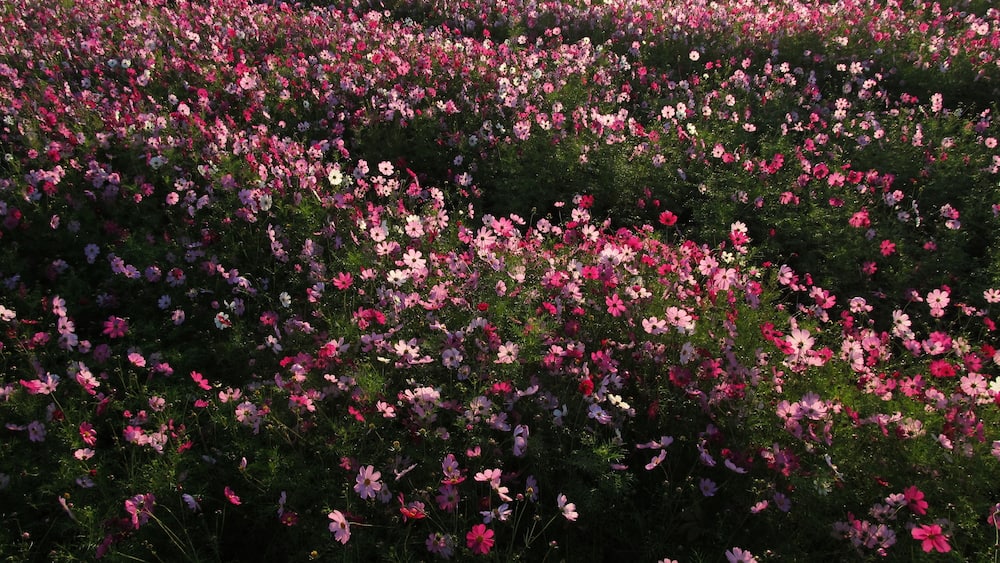 Cosmos bipinnatus : コスモス