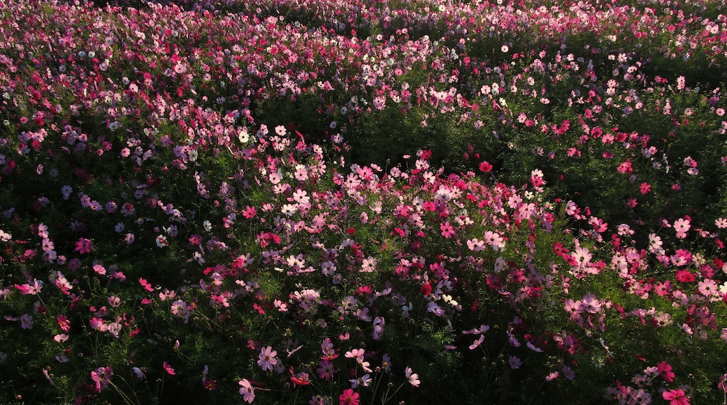 Cosmos bipinnatus : コスモス