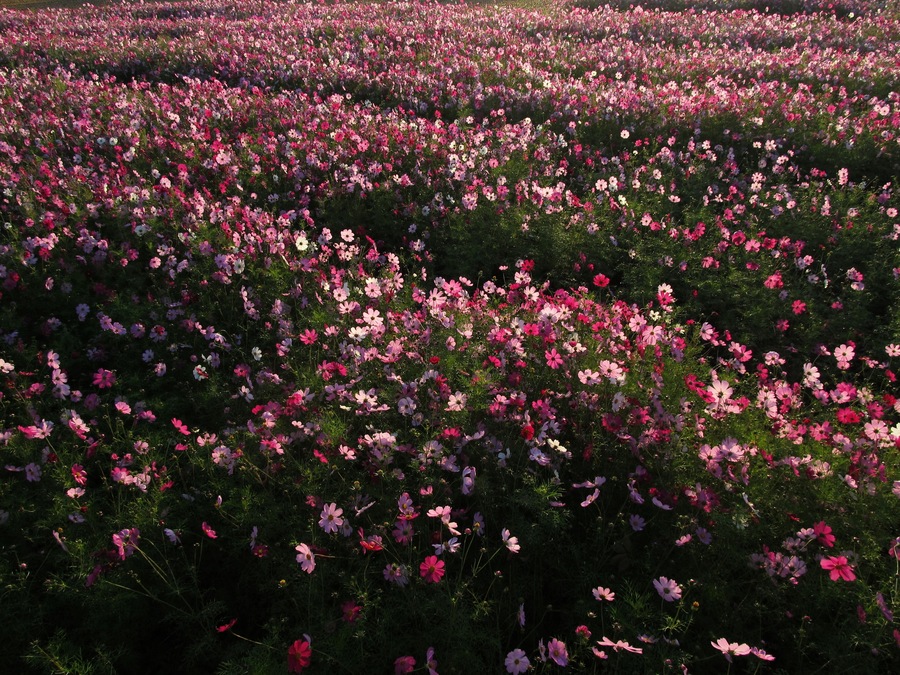 Cosmos bipinnatus : コスモス