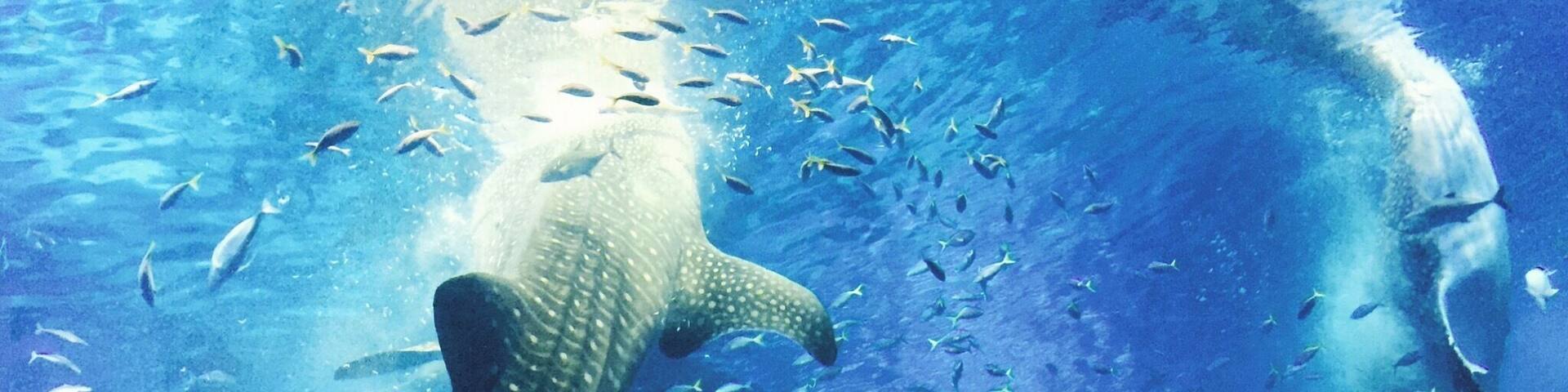 Whale fish feeding at the aquarium
