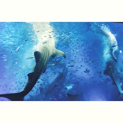 Whale fish feeding at the aquarium