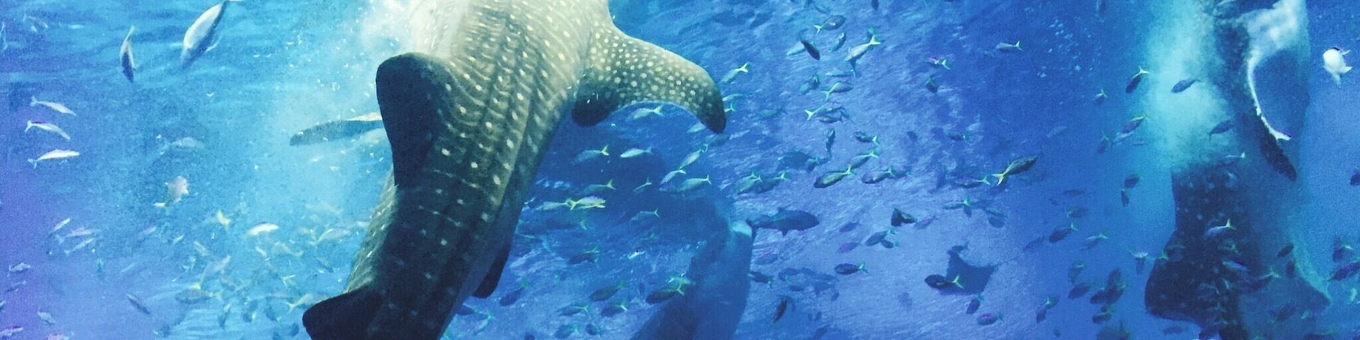 Whale fish feeding at the aquarium