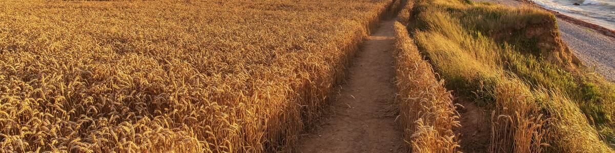 Weizenfelder mit Wanderweg im Abendlicht an der Ostsee mit Steilküste. Dazendorf bei Heiligenhafen in Schleswig-Holstein..