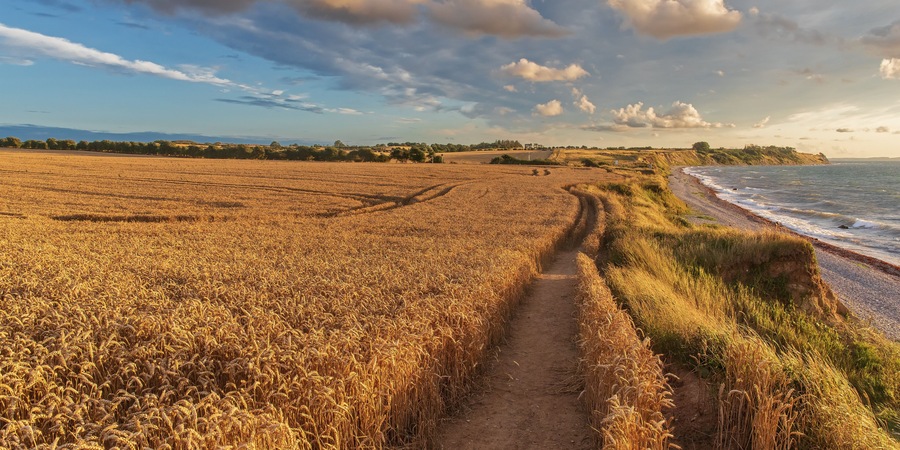 Weizenfelder mit Wanderweg im Abendlicht an der Ostsee mit Steilküste. Dazendorf bei Heiligenhafen in Schleswig-Holstein..