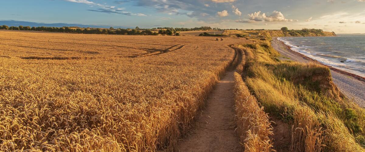 A coastal path through a golden wheat field leading to the beach.
