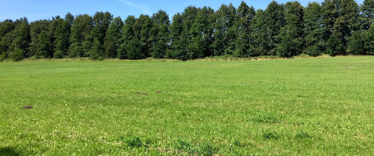 A grassy field with a line of trees in the background.