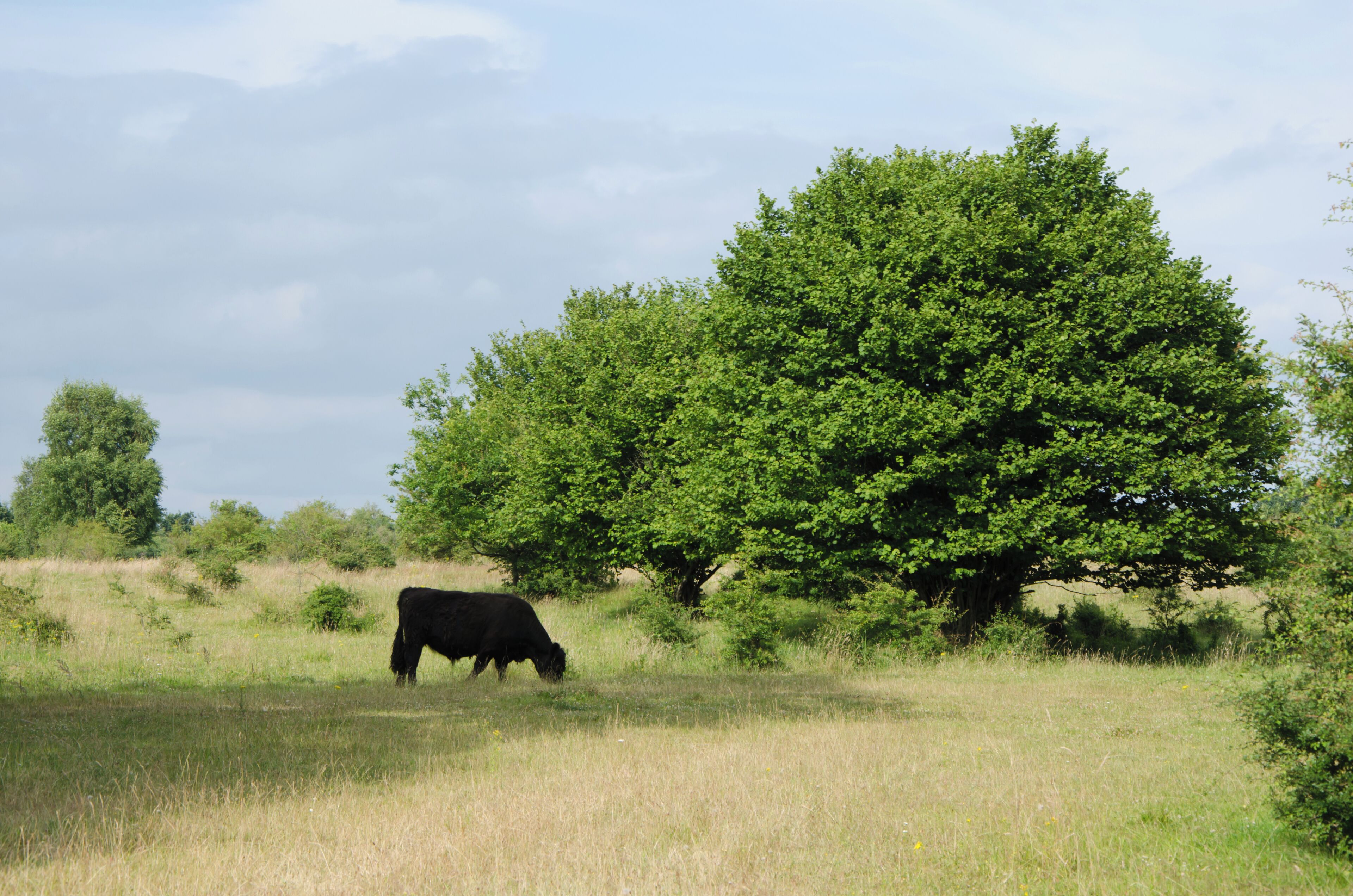 Galloway im Höltigbaum