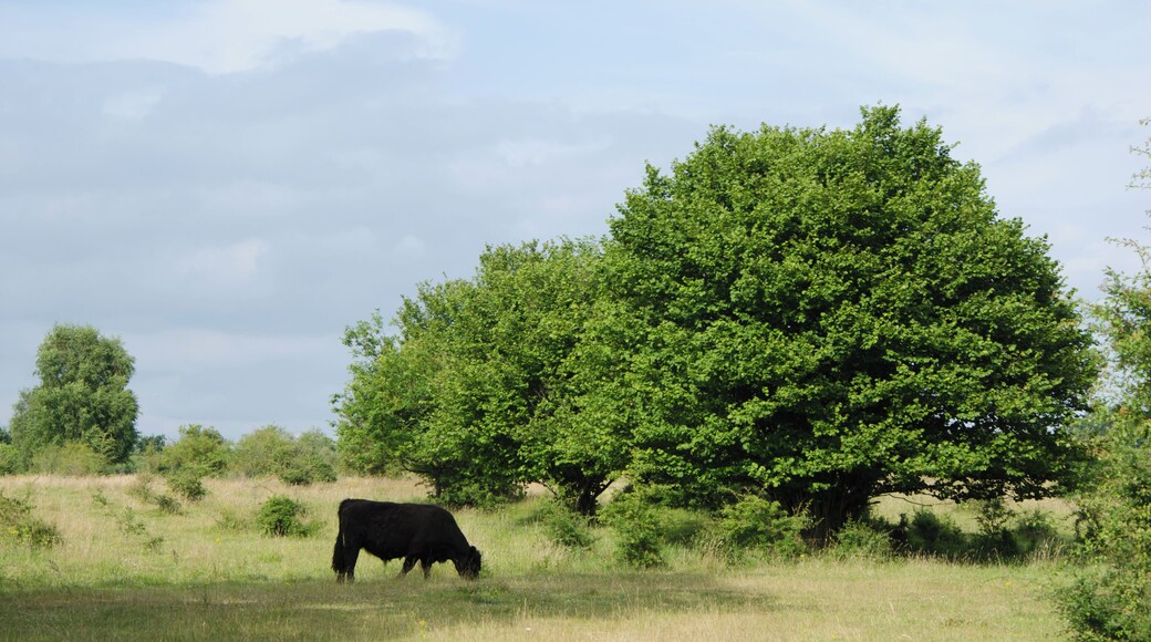 Galloway im Höltigbaum