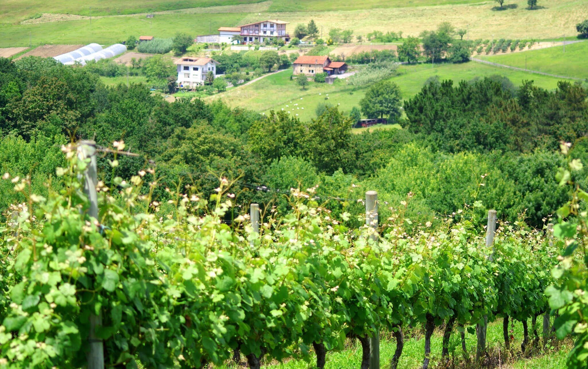 Txakoli vinyards