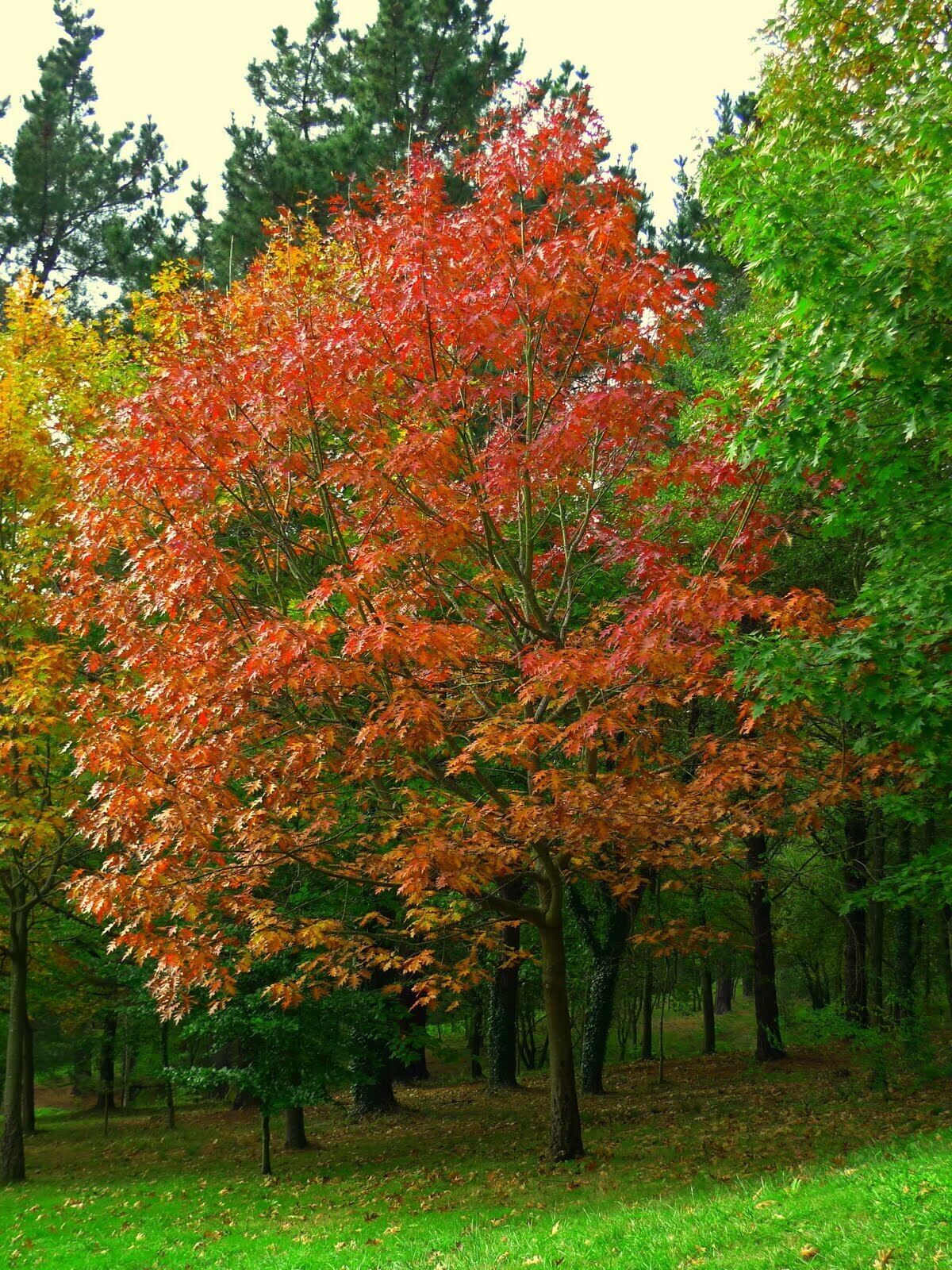 Autumn colour in Arkalanda