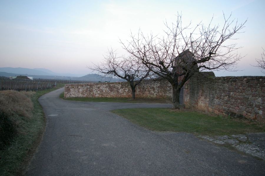 Una strada di campagna con un muro di pietra e un albero spoglio.