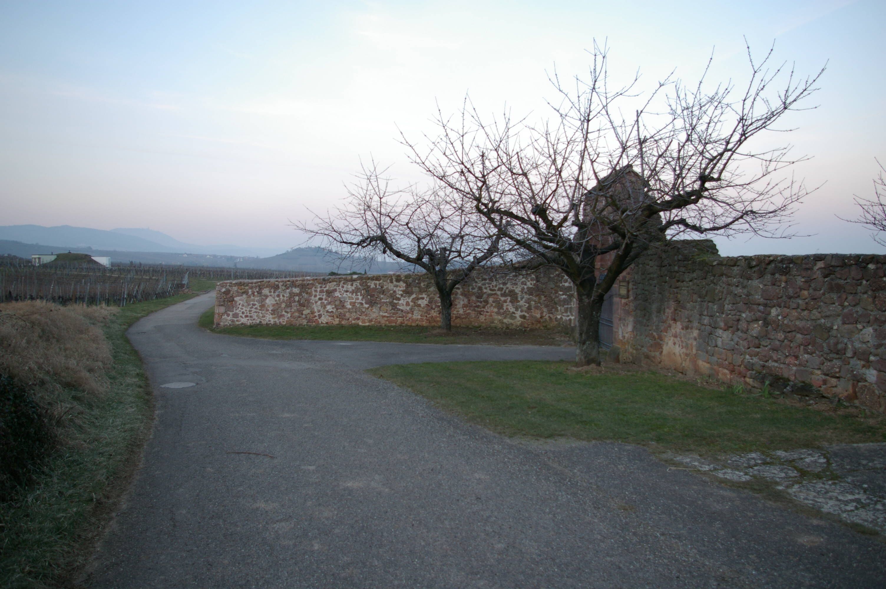 A rural road with a stone wall and a leafless tree.