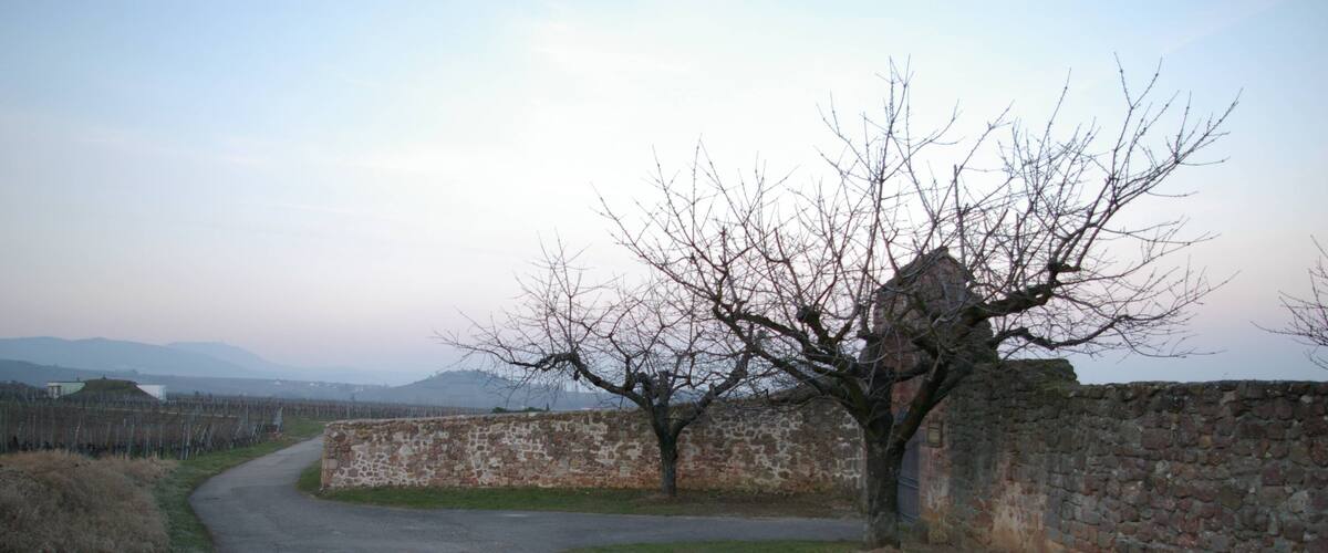 A rural road with a stone wall and a leafless tree.