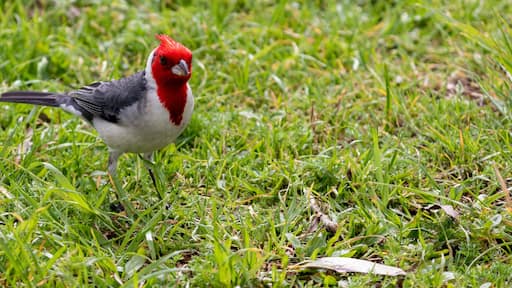 Photograph of a beautiful Paroaria, found in Canoas in Rio Grande do Sul, Brazil.
