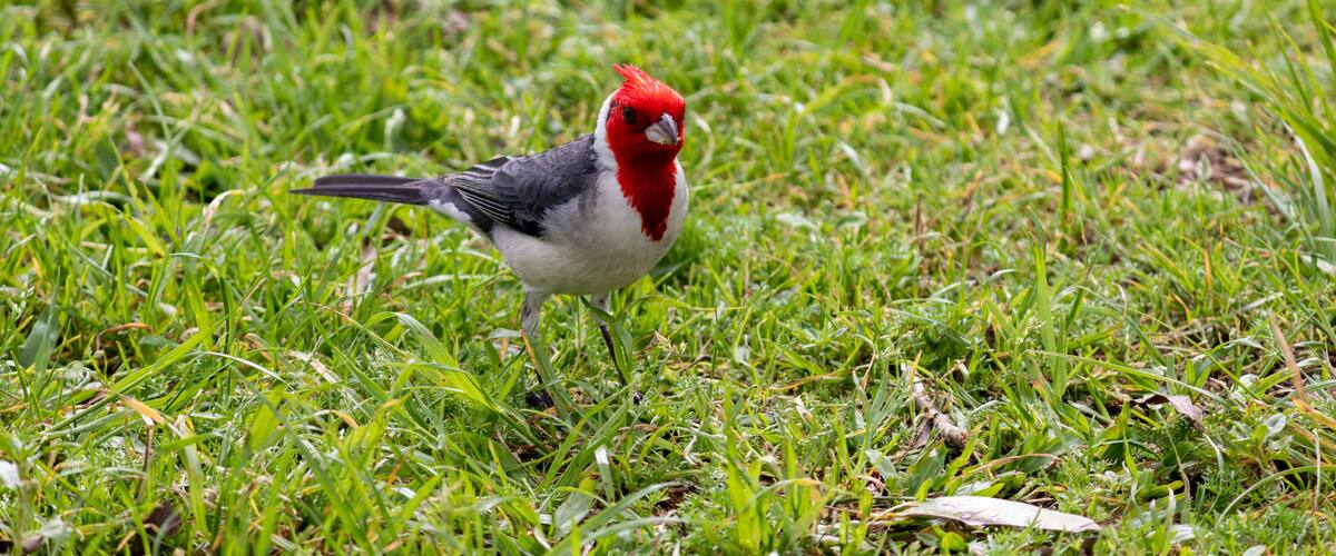 A bird with red head and white chest standing on grass.