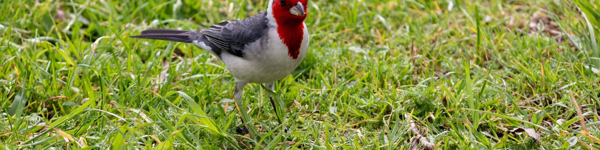 A bird with red head and white chest standing on grass.