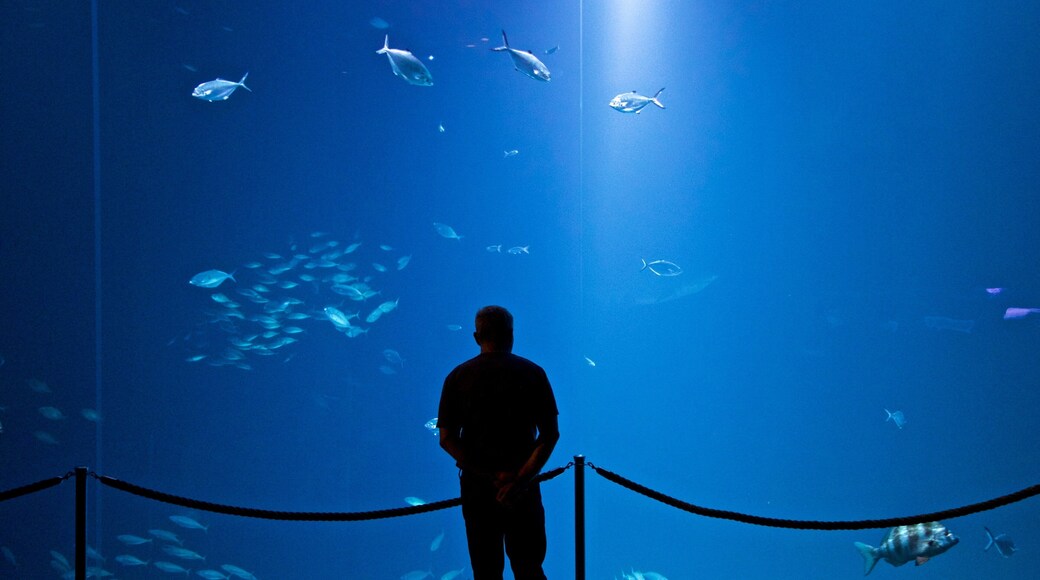 Ozeaneum ofreciendo vida marina y también un hombre