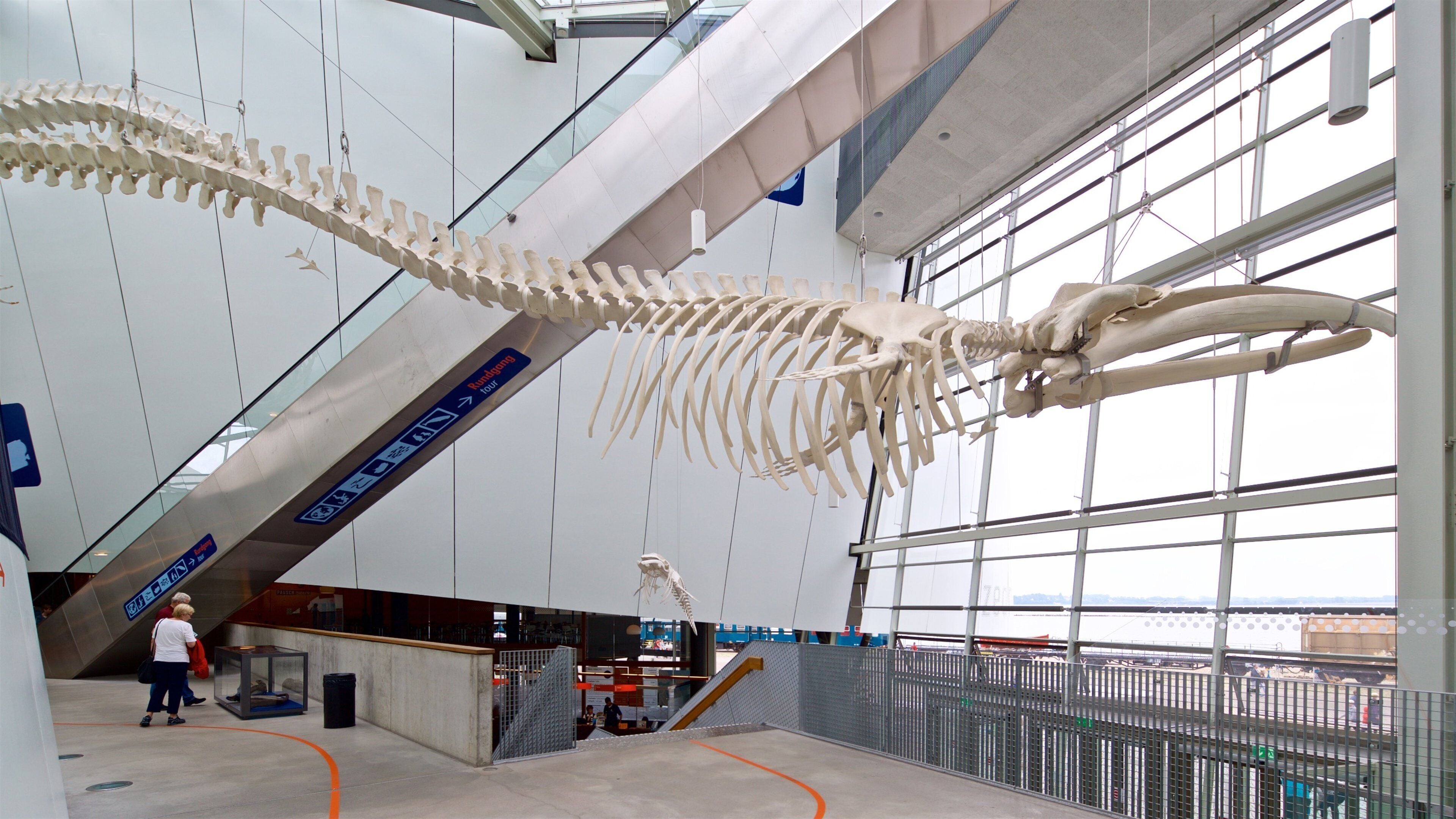 Een groot dinosaurus skelet hangt in een modern gebouw met glazen ramen en een helling die naar een hoger niveau leidt.