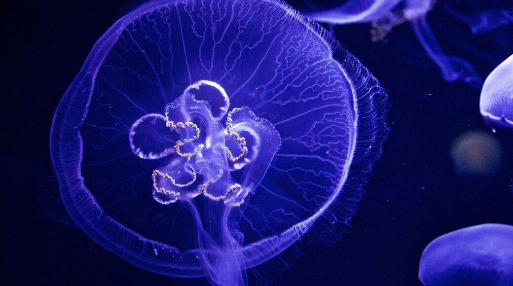 Ozeaneum showing marine life