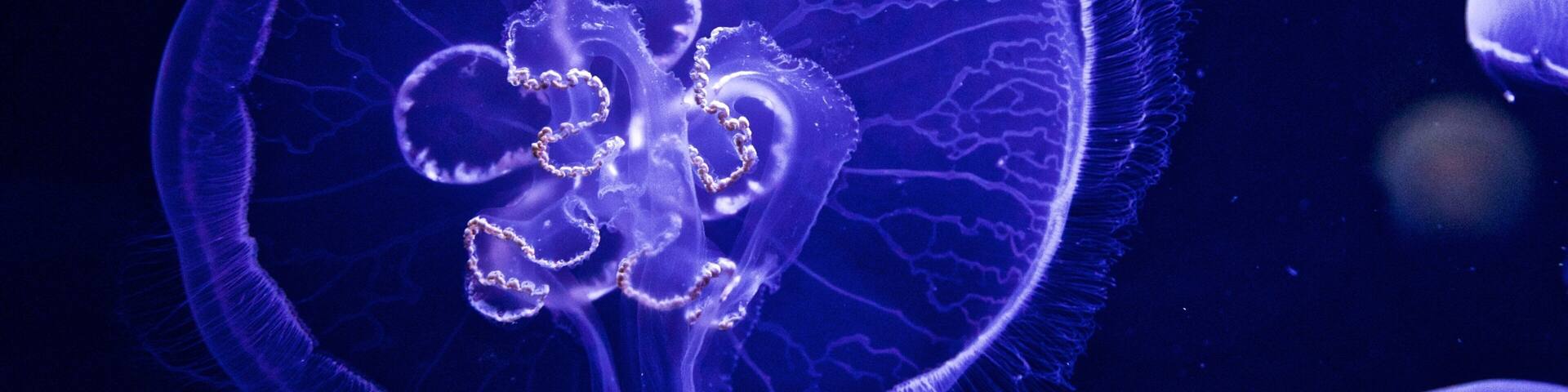 Ozeaneum featuring marine life