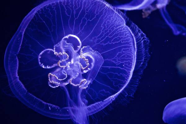 Ozeaneum which includes marine life