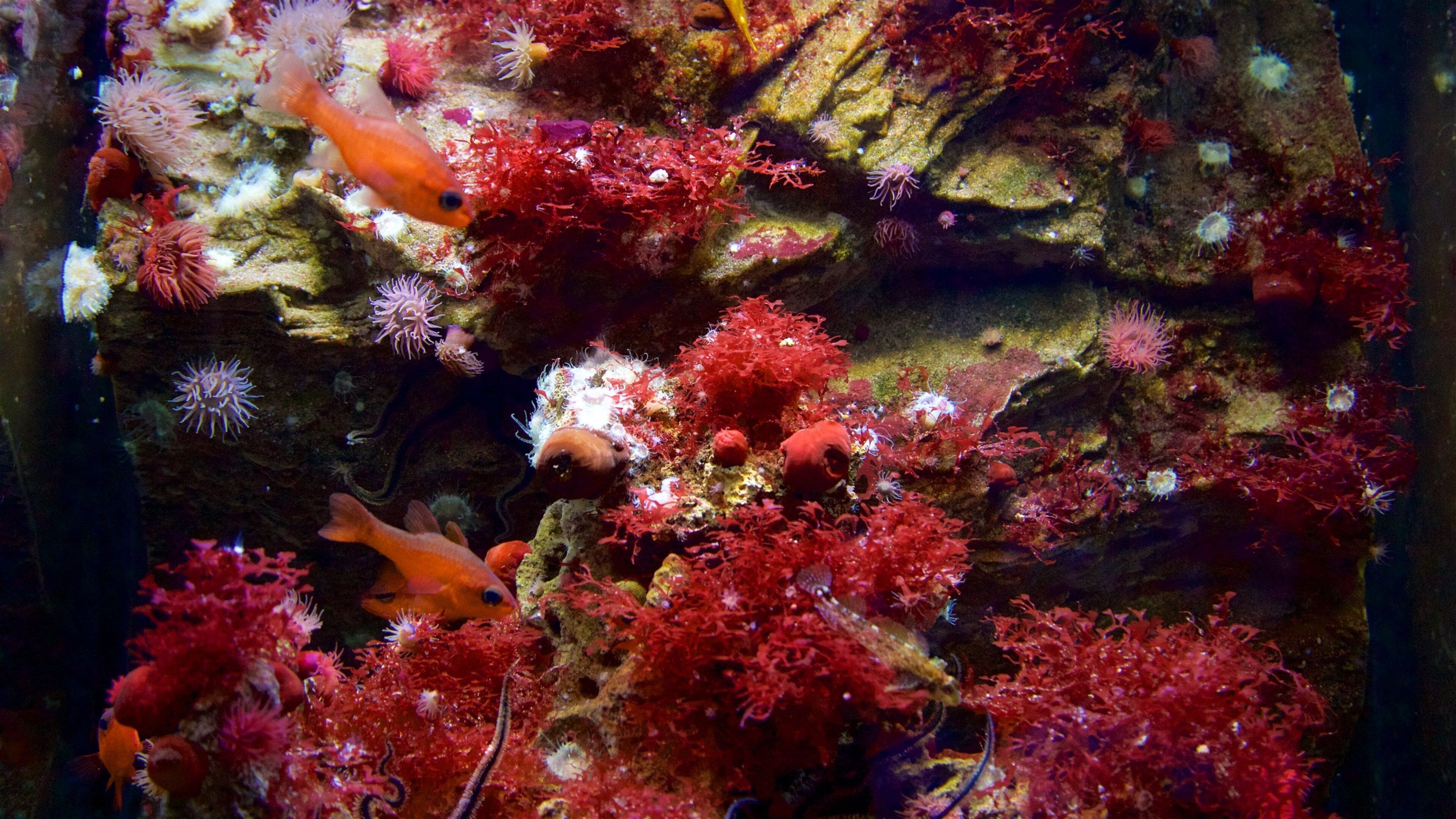 Ozeaneum mostrando vida marinha