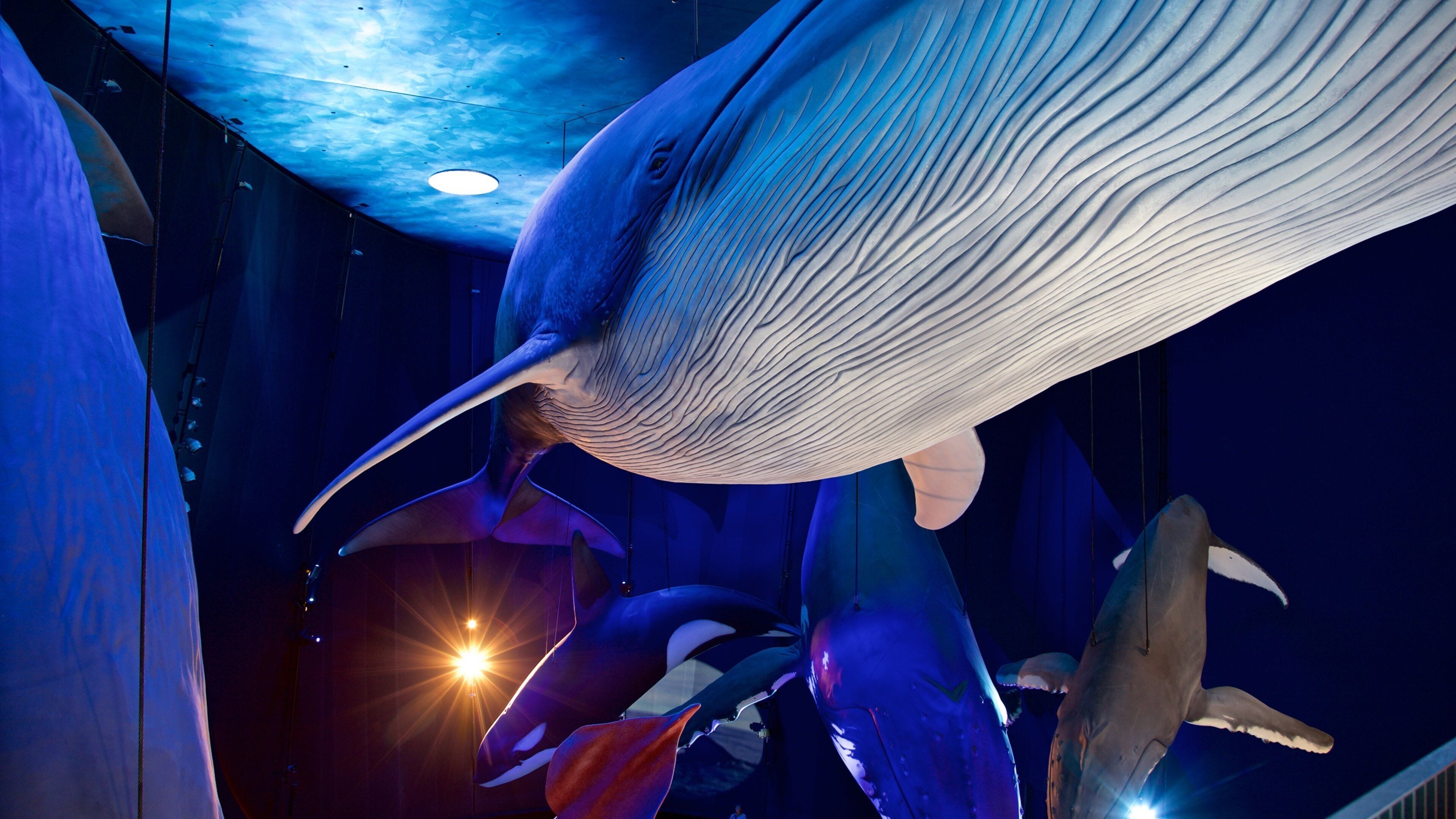 Ozeaneum som viser innendørs og sjøliv