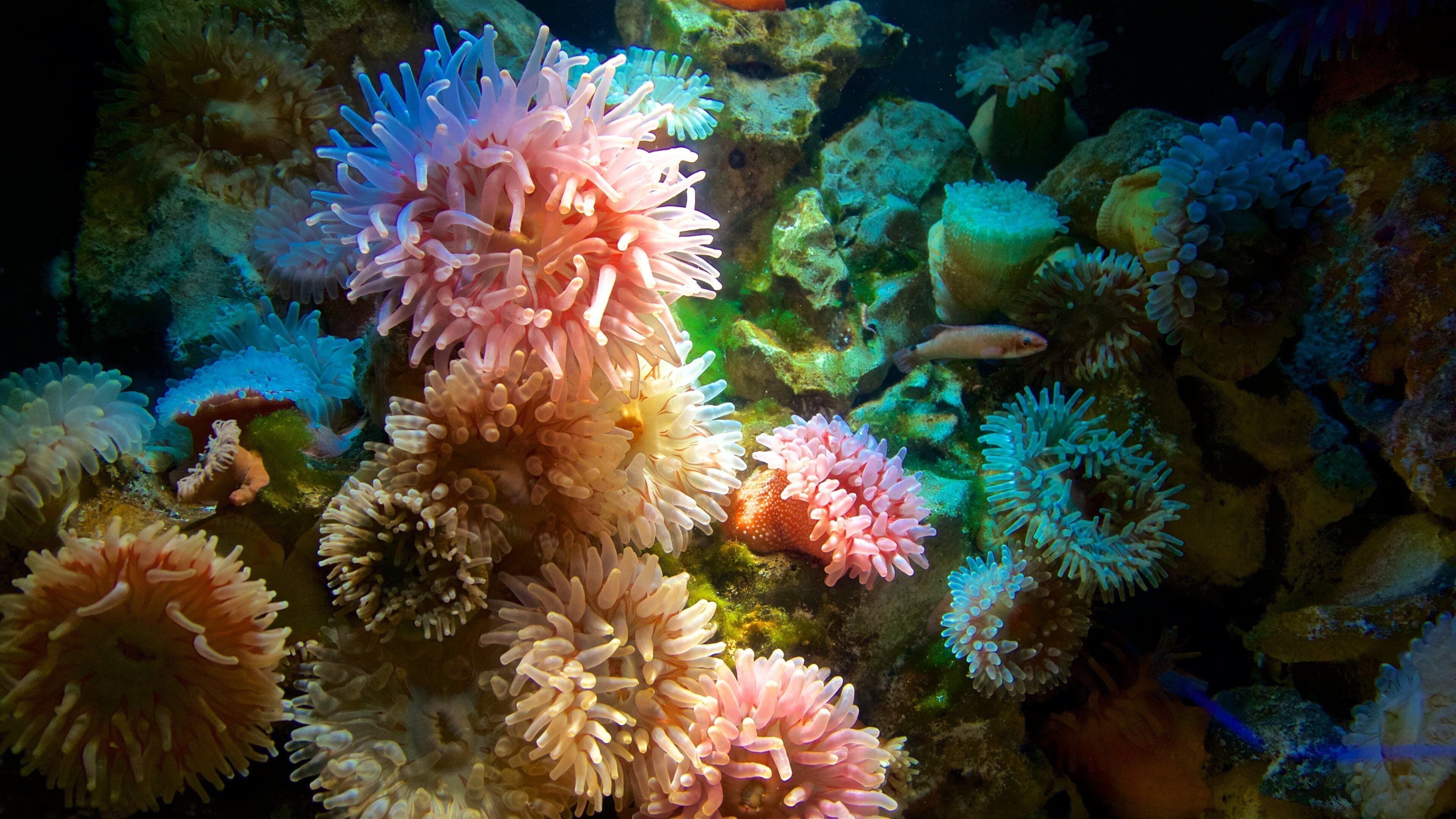 Ozeaneum featuring marine life