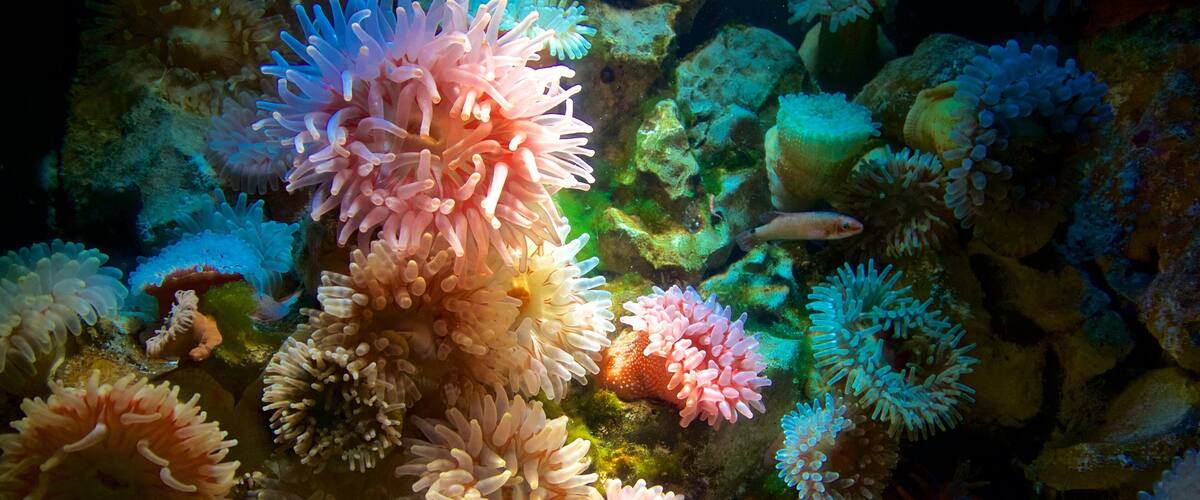 Ozeaneum ofreciendo vida marina