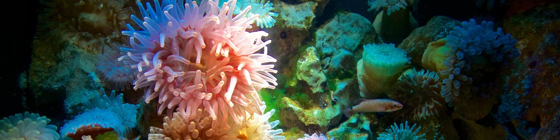 Ozeaneum featuring marine life