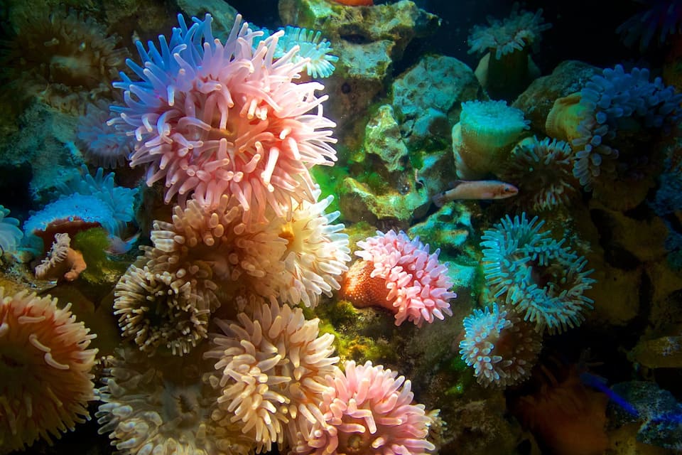 A vibrant underwater scene with various corals and a fish swimming among them.