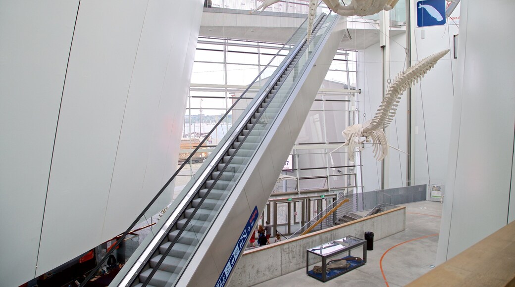 Ozeaneum mostrando vistas de interior