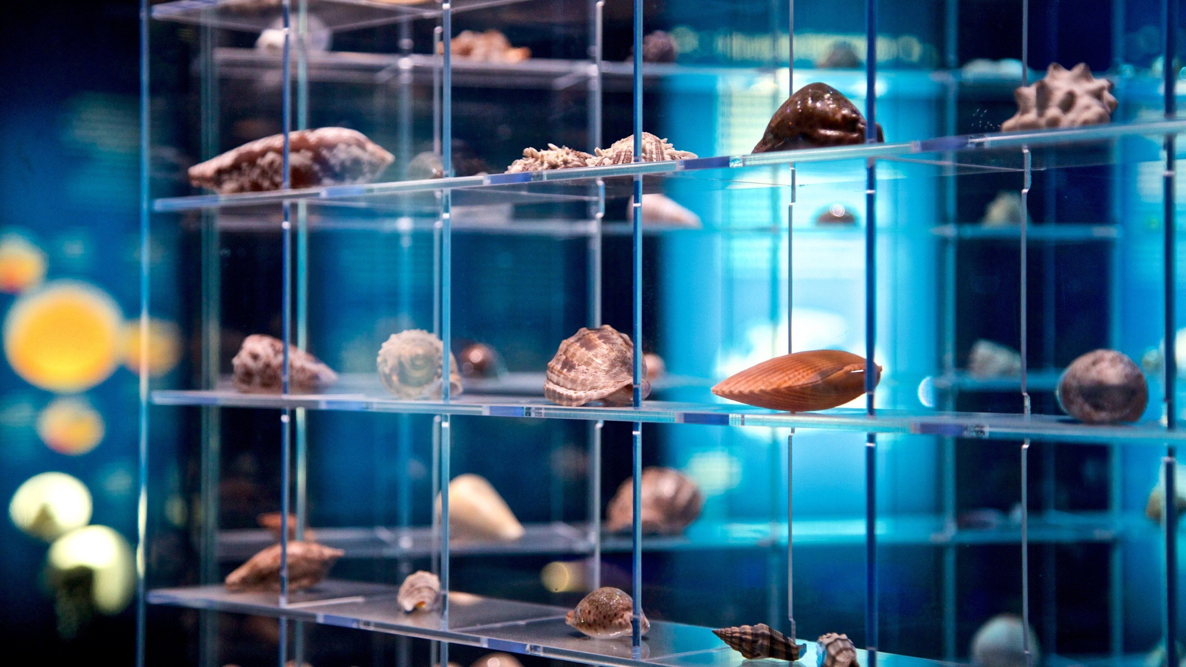 Ozeaneum which includes interior views