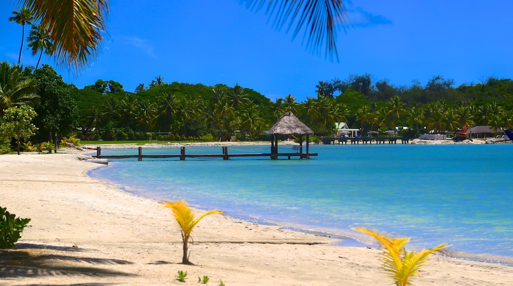 マスケット コーブ どの含み ビーチ と 常夏の風景