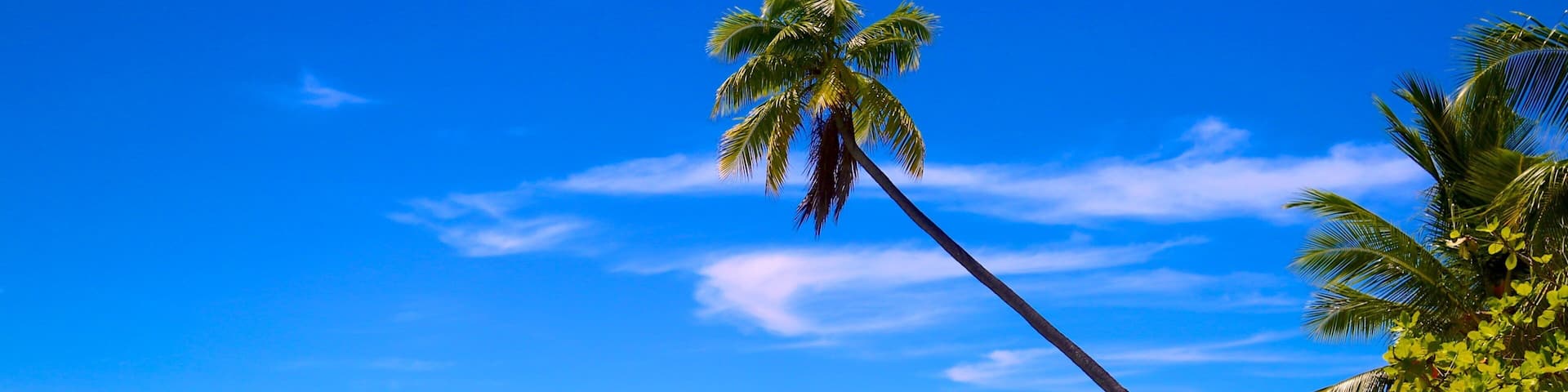 Musket Cove Marina featuring tropical scenes and a sandy beach as well as an individual femail