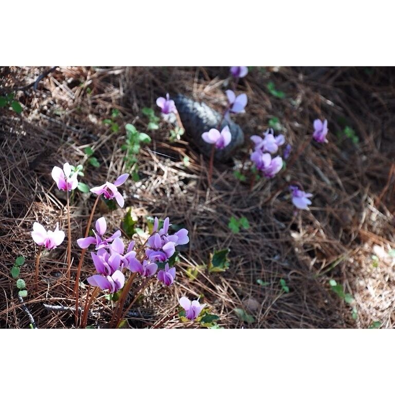 These delicate purple flowers are everywhere in the village. 