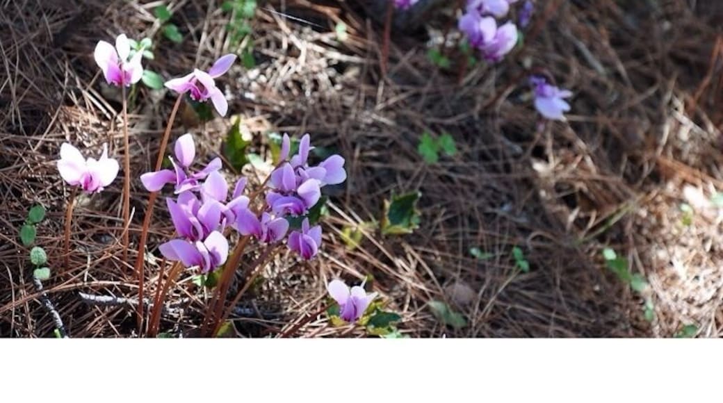 These delicate purple flowers are everywhere in the village.