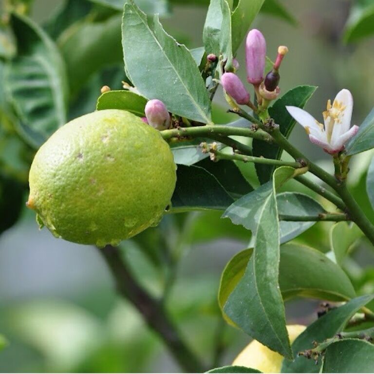 Lemon tree blossoms are one of my favorite scents. 