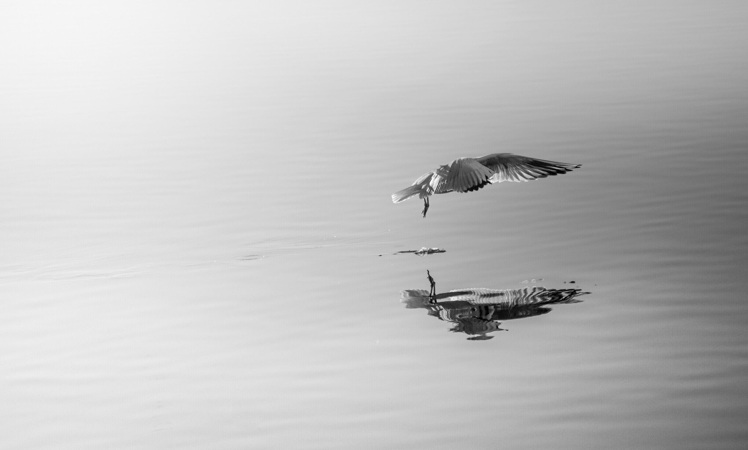 Reflections
A Nice Lift Off Of the Seagull 

#nature #Wild #birds #blackandwhite
#fly