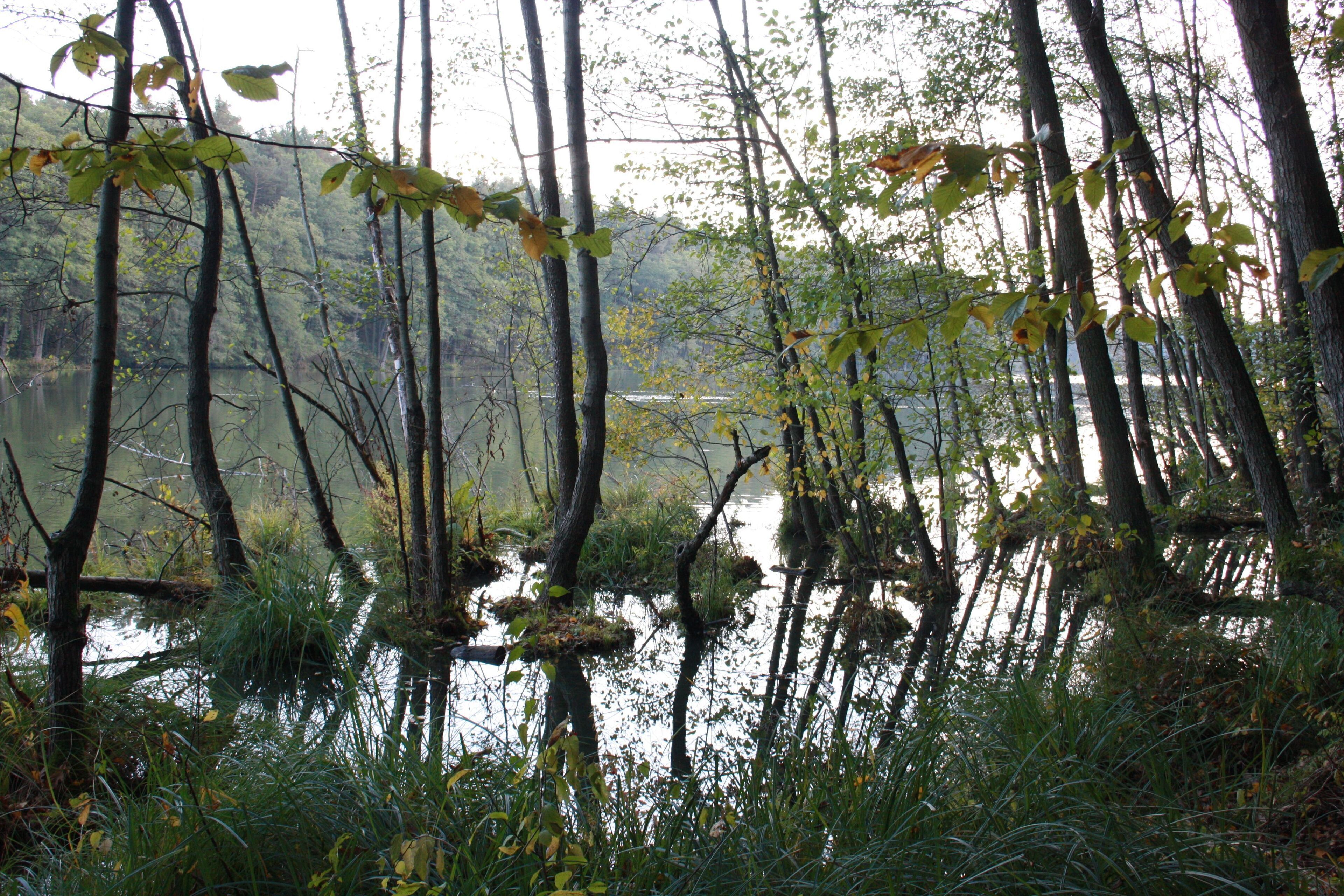 Herbstlicher Rundwanderweg Madlitzer See 23
