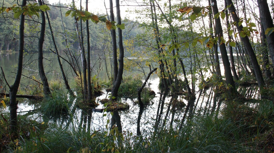 Herbstlicher Rundwanderweg Madlitzer See 23