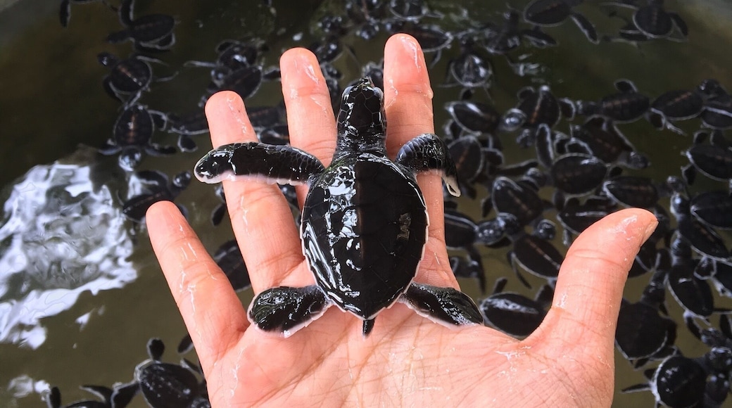 A day old sea turtle.. ❤️
This conservatory saves sea turtles and homes so many ranging from deformed turtles , to a white turtle that is born one in a million and also saves turtles that are hurt during fishing ..